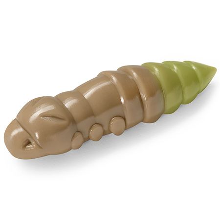 Pupa